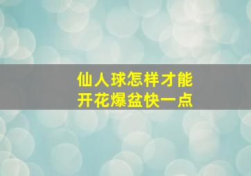 仙人球怎样才能开花爆盆快一点