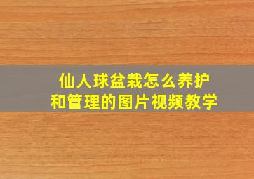 仙人球盆栽怎么养护和管理的图片视频教学