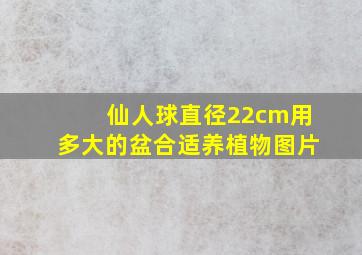 仙人球直径22cm用多大的盆合适养植物图片