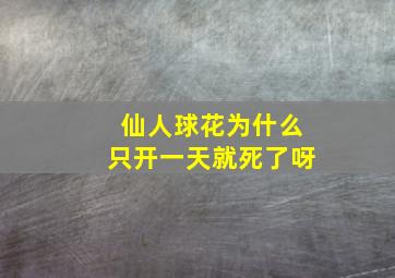 仙人球花为什么只开一天就死了呀