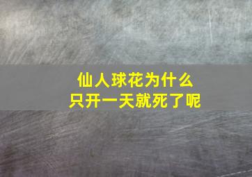 仙人球花为什么只开一天就死了呢