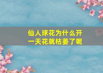 仙人球花为什么开一天花就枯萎了呢