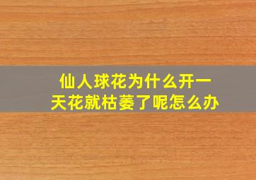 仙人球花为什么开一天花就枯萎了呢怎么办