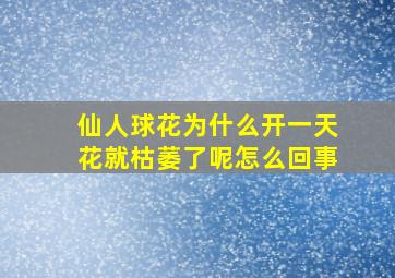 仙人球花为什么开一天花就枯萎了呢怎么回事