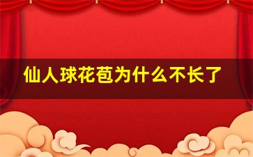 仙人球花苞为什么不长了