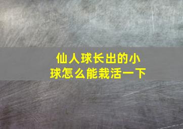 仙人球长出的小球怎么能栽活一下