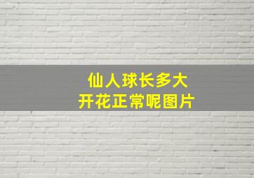 仙人球长多大开花正常呢图片