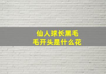 仙人球长黑毛毛开头是什么花