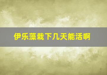 伊乐藻栽下几天能活啊