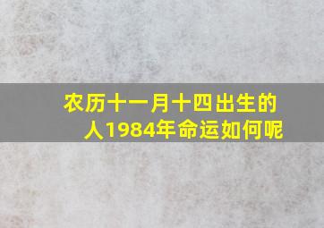 农历十一月十四出生的人1984年命运如何呢