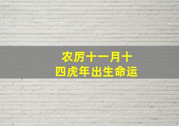 农厉十一月十四虎年出生命运