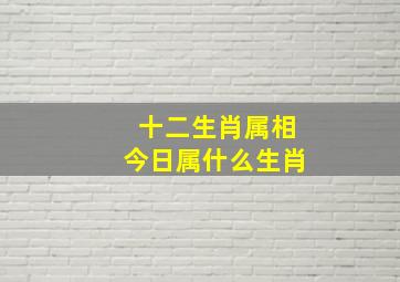 十二生肖属相今日属什么生肖