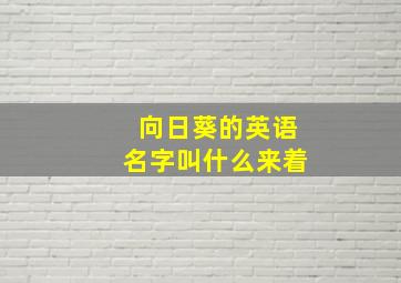 向日葵的英语名字叫什么来着