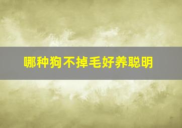 哪种狗不掉毛好养聪明