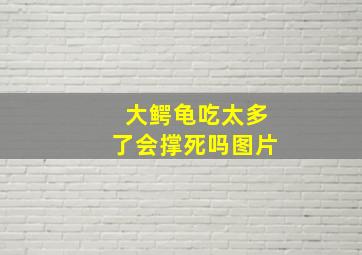 大鳄龟吃太多了会撑死吗图片