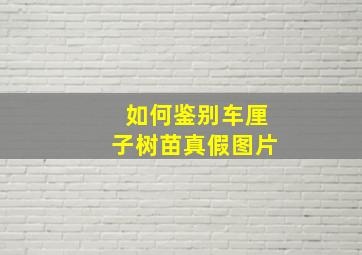 如何鉴别车厘子树苗真假图片