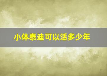 小体泰迪可以活多少年