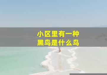 小区里有一种黑鸟是什么鸟