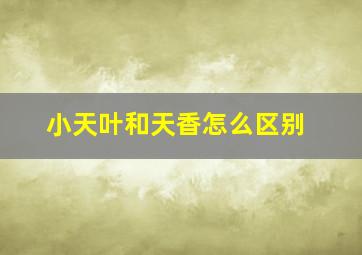 小天叶和天香怎么区别