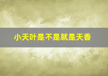 小天叶是不是就是天香