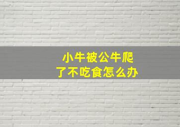 小牛被公牛爬了不吃食怎么办