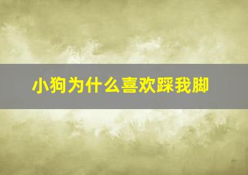 小狗为什么喜欢踩我脚