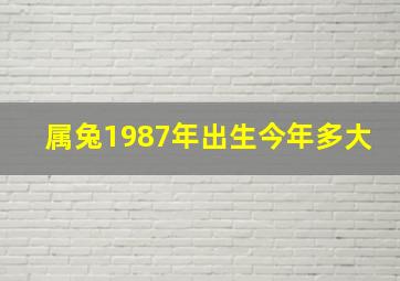 属兔1987年出生今年多大