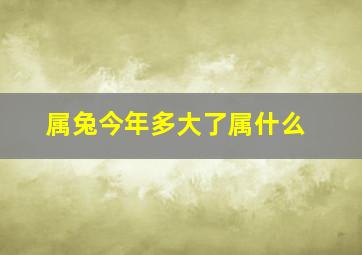 属兔今年多大了属什么