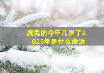 属兔的今年几岁了2025年是什么命运