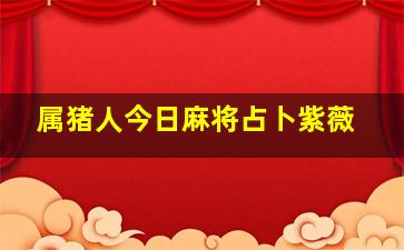 属猪人今日麻将占卜紫薇