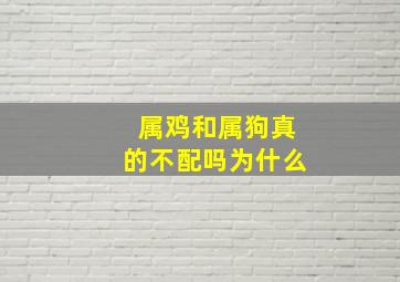 属鸡和属狗真的不配吗为什么