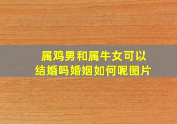 属鸡男和属牛女可以结婚吗婚姻如何呢图片