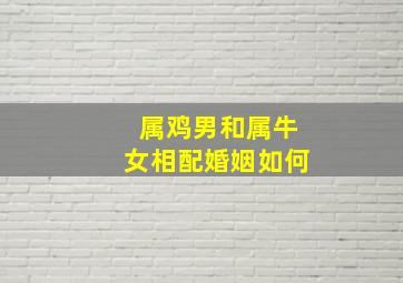 属鸡男和属牛女相配婚姻如何