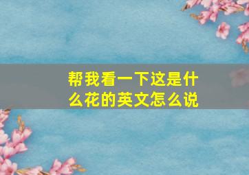 帮我看一下这是什么花的英文怎么说