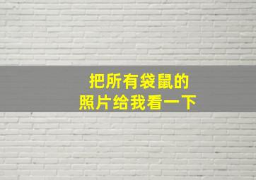 把所有袋鼠的照片给我看一下