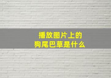 播放图片上的狗尾巴草是什么