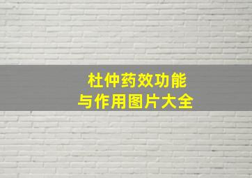 杜仲药效功能与作用图片大全