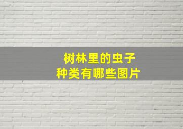 树林里的虫子种类有哪些图片