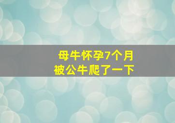 母牛怀孕7个月被公牛爬了一下