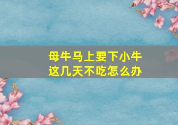 母牛马上要下小牛这几天不吃怎么办