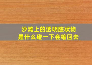 沙滩上的透明胶状物是什么碰一下会缩回去