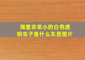 海里非常小的白色透明虫子是什么东西图片