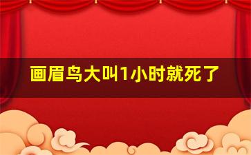 画眉鸟大叫1小时就死了