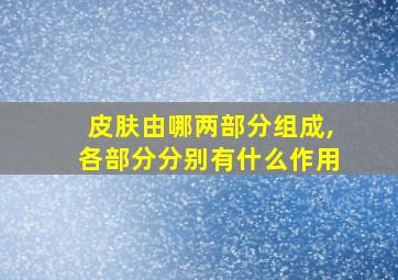 皮肤由哪两部分组成,各部分分别有什么作用