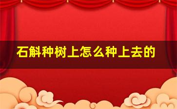 石斛种树上怎么种上去的