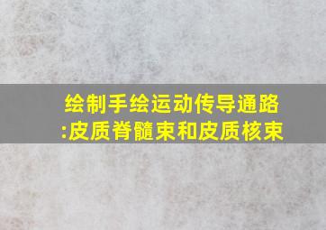 绘制手绘运动传导通路:皮质脊髓束和皮质核束