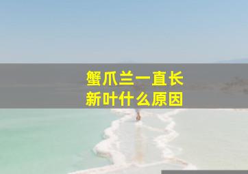 蟹爪兰一直长新叶什么原因