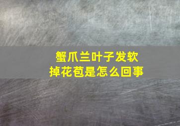 蟹爪兰叶子发软掉花苞是怎么回事