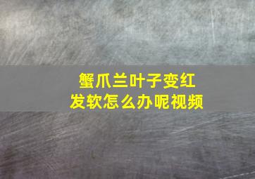 蟹爪兰叶子变红发软怎么办呢视频