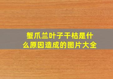 蟹爪兰叶子干枯是什么原因造成的图片大全